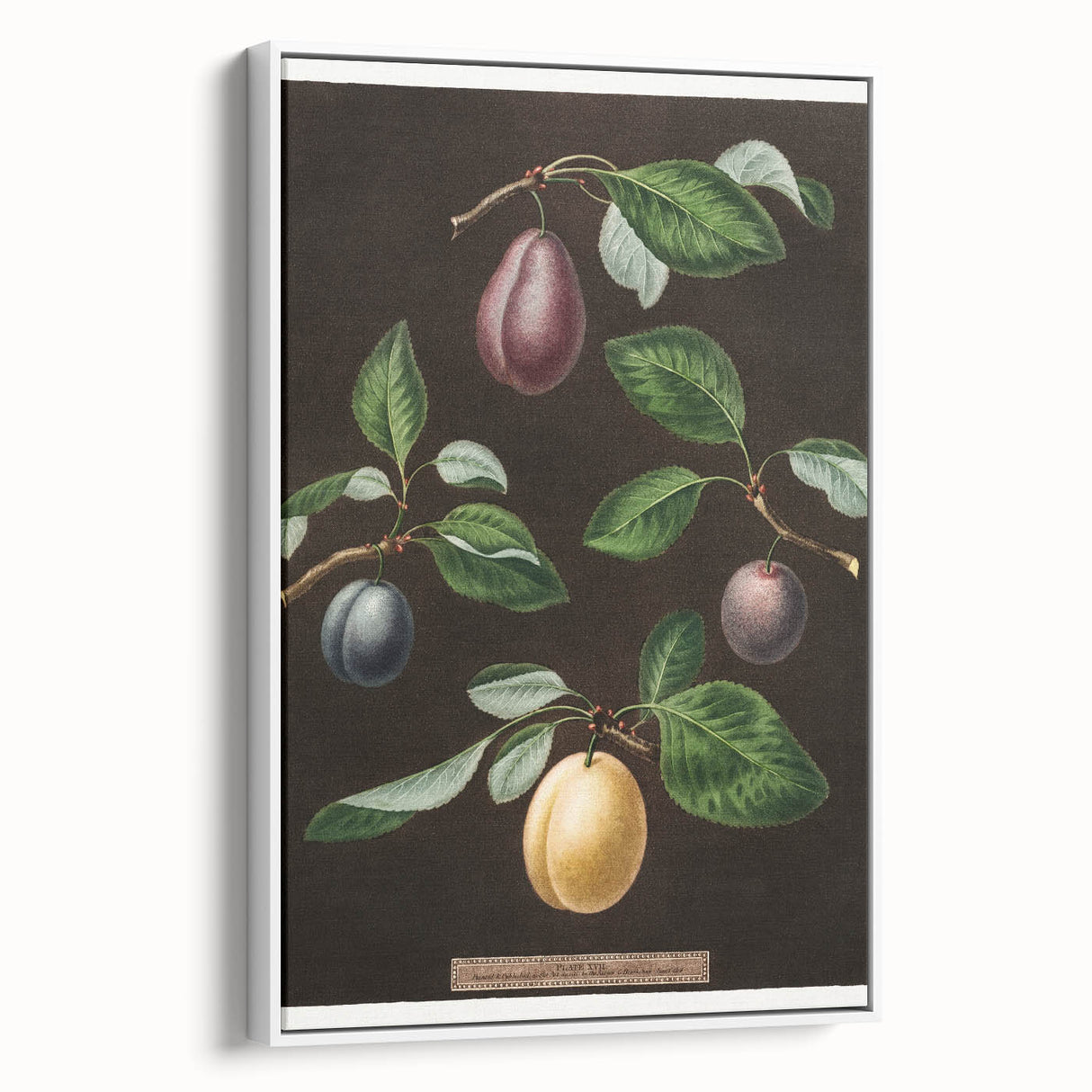 Vintage poster art of colorful fruits on a white framed canvas, ideal for extra large living room wall decor.