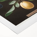 Art deco poster featuring vibrant citrus fruits on a rolled canvas, ideal for dining room decor.
