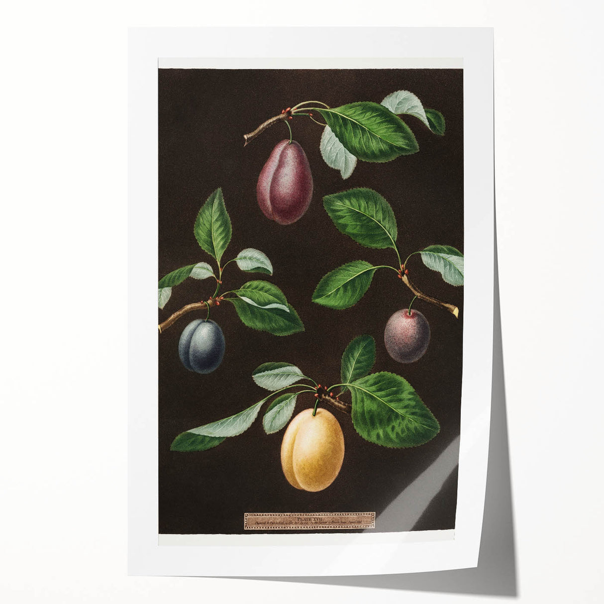 Rolled canvas print of assorted fruits in vibrant colors, ideal for art wall dining room.