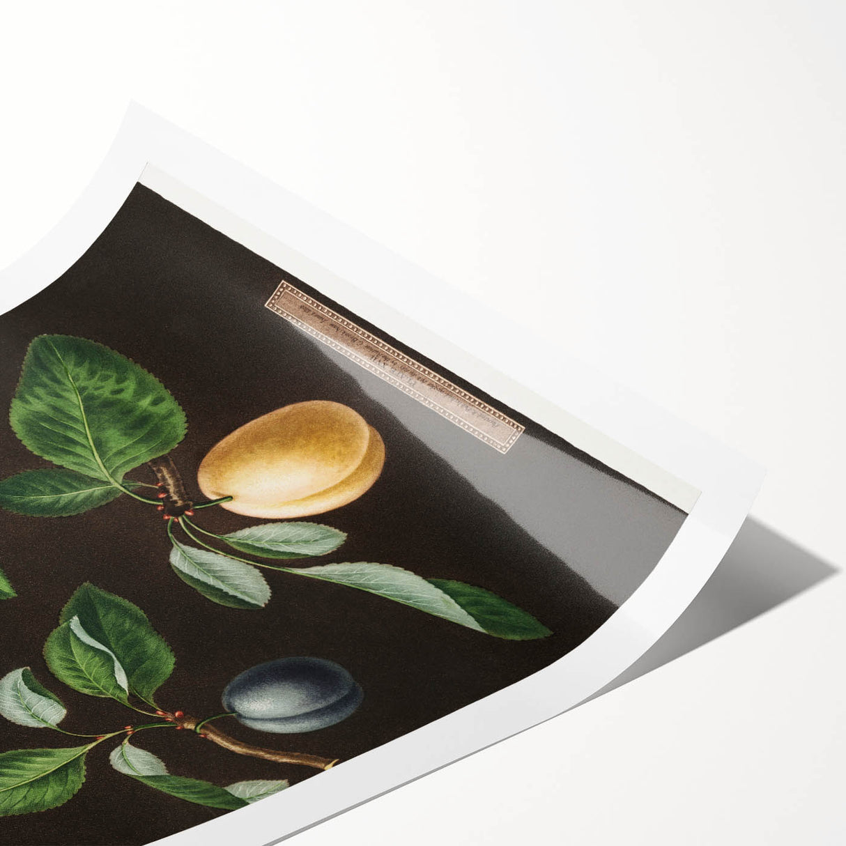 Extra large wall art featuring line art flowers in black on white, rolled print format.