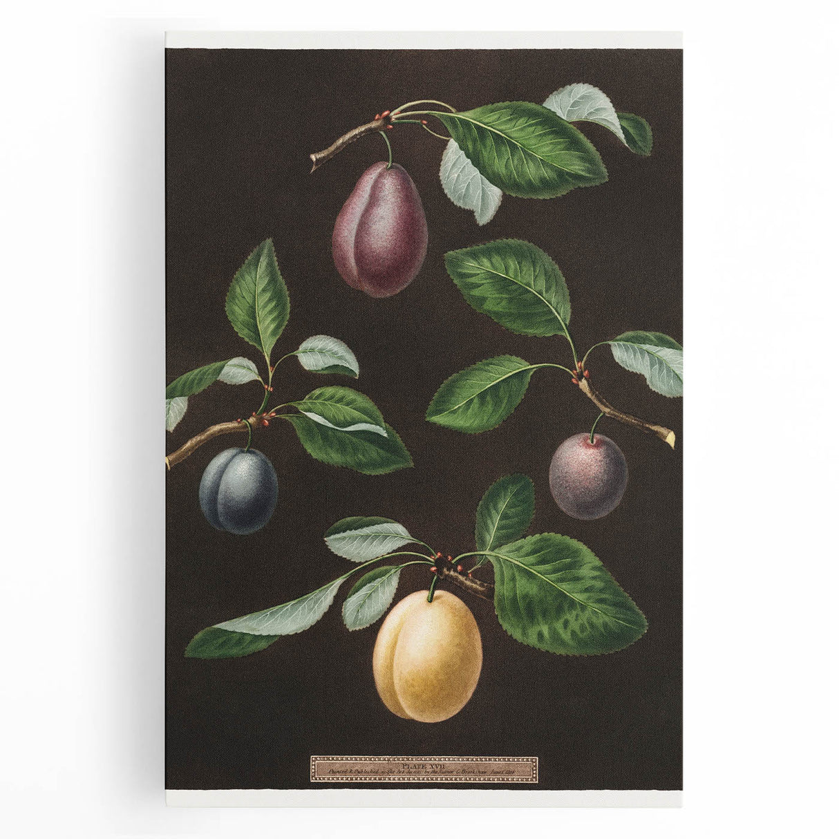 Black and white canvas print featuring assorted fruits, ideal for kitchen art.
