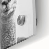 Adorable Llama Bathroom Wall Art - Fun Black and White Decor