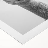 Adorable Llama Bathroom Wall Art - Fun Black and White Decor