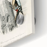 Romanticism Art: Macaw & Woodpecker Bird Illustration Canvas Print