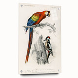Romanticism Art: Macaw & Woodpecker Bird Illustration Canvas Print