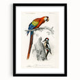 Romanticism Art: Macaw & Woodpecker Bird Illustration Canvas Print