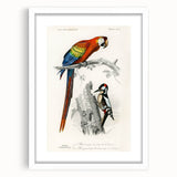 Romanticism Art: Macaw & Woodpecker Bird Illustration Canvas Print