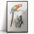Romanticism Art: Macaw & Woodpecker Bird Illustration Canvas Print