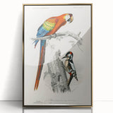 Romanticism Art: Macaw & Woodpecker Bird Illustration Canvas Print