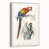 Romanticism Art: Macaw & Woodpecker Bird Illustration Canvas Print