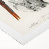 Romanticism Art: Macaw & Woodpecker Bird Illustration Canvas Print