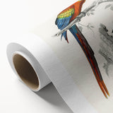 Romanticism Art: Macaw & Woodpecker Bird Illustration Canvas Print