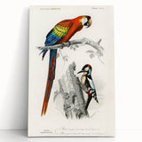 Romanticism Art: Macaw & Woodpecker Bird Illustration Canvas Print