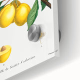 Neoclassical Art Print: Sainte-Catherine Plum - Classic Botanical Art