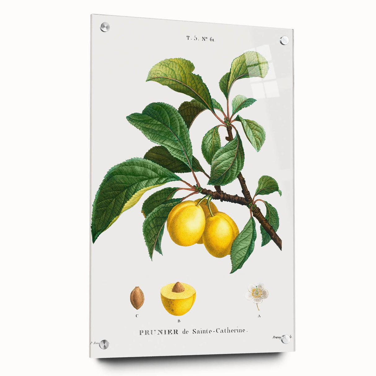Neoclassical Art Print: Sainte-Catherine Plum - Classic Botanical Art