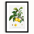 Neoclassical Art Print: Sainte-Catherine Plum - Classic Botanical Art