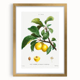 Neoclassical Art Print: Sainte-Catherine Plum - Classic Botanical Art