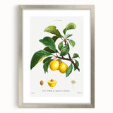 Neoclassical Art Print: Sainte-Catherine Plum - Classic Botanical Art