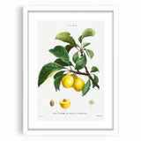 Neoclassical Art Print: Sainte-Catherine Plum - Classic Botanical Art