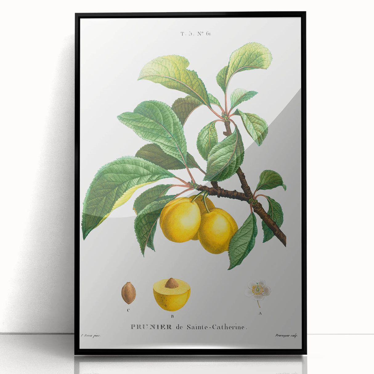 Neoclassical Art Print: Sainte-Catherine Plum - Classic Botanical Art