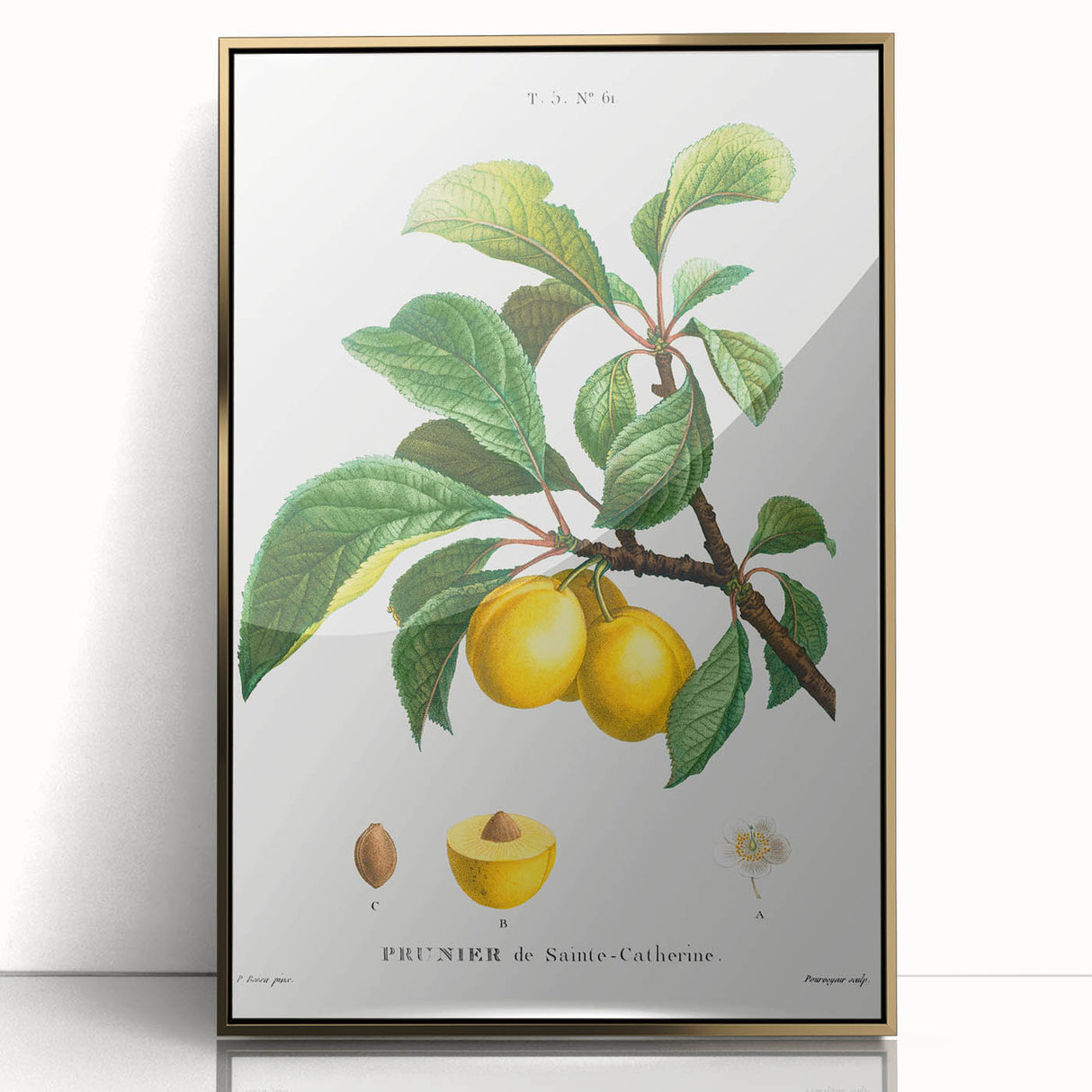 Neoclassical Art Print: Sainte-Catherine Plum - Classic Botanical Art