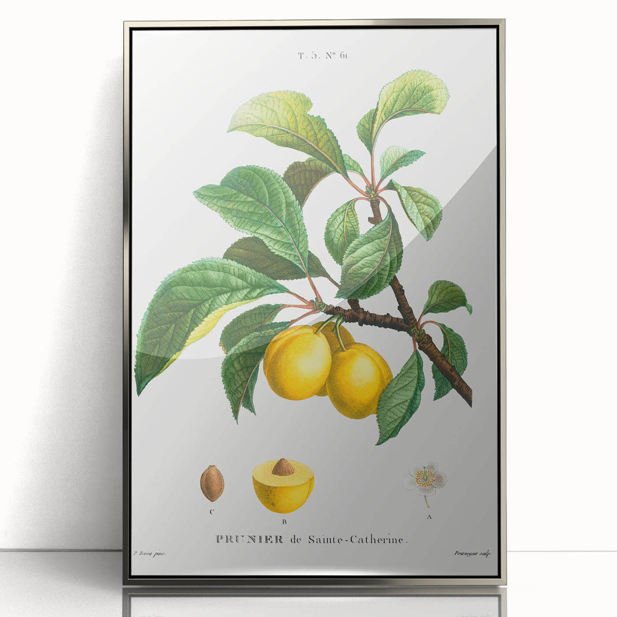 Neoclassical Art Print: Sainte-Catherine Plum - Classic Botanical Art