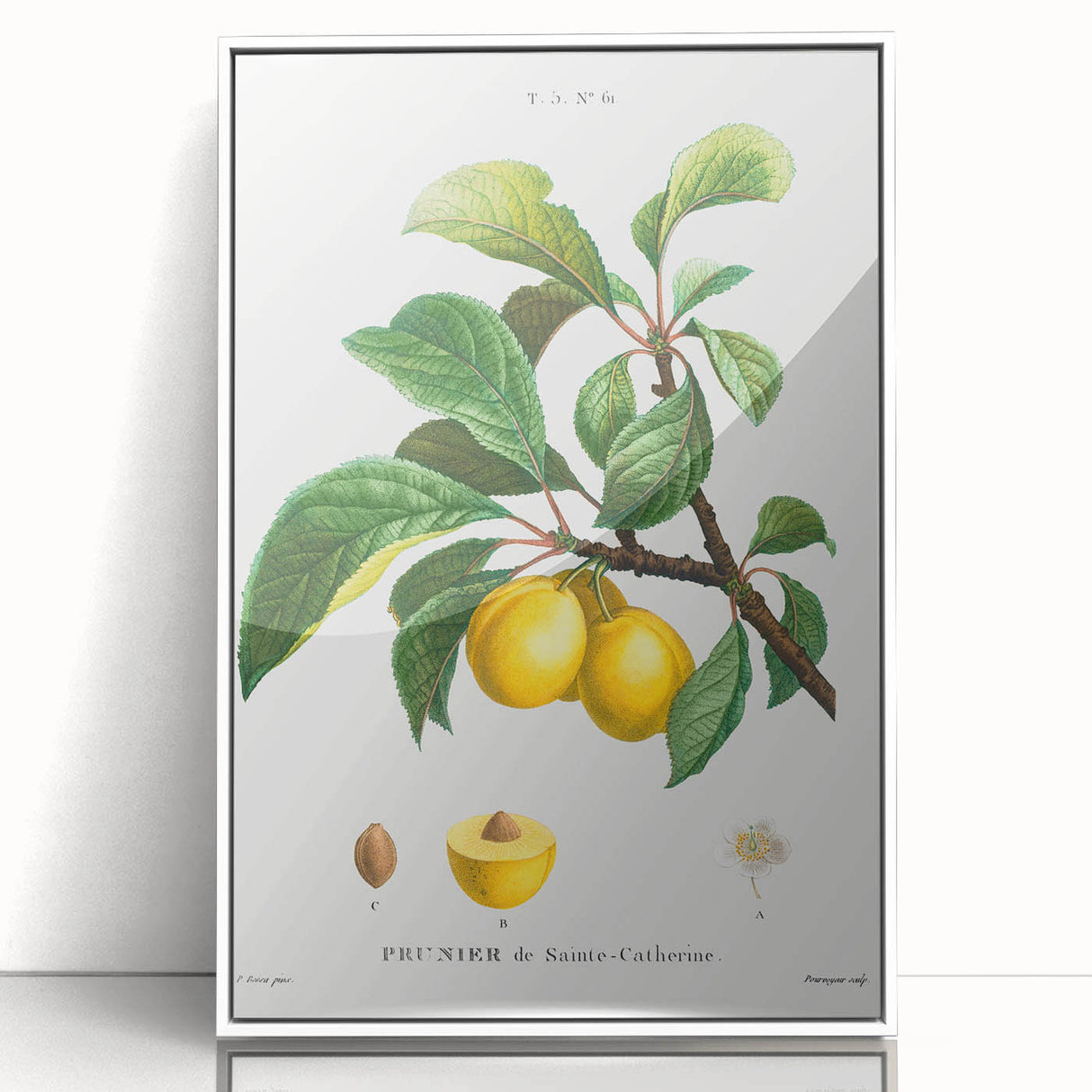 Neoclassical Art Print: Sainte-Catherine Plum - Classic Botanical Art