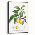 Neoclassical Art Print: Sainte-Catherine Plum - Classic Botanical Art