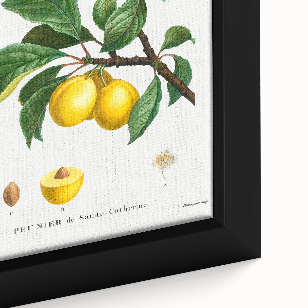 Neoclassical Art Print: Sainte-Catherine Plum - Classic Botanical Art