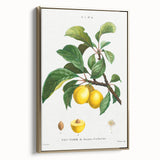 Neoclassical Art Print: Sainte-Catherine Plum - Classic Botanical Art