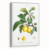 Neoclassical Art Print: Sainte-Catherine Plum - Classic Botanical Art