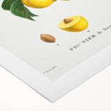 Neoclassical Art Print: Sainte-Catherine Plum - Classic Botanical Art