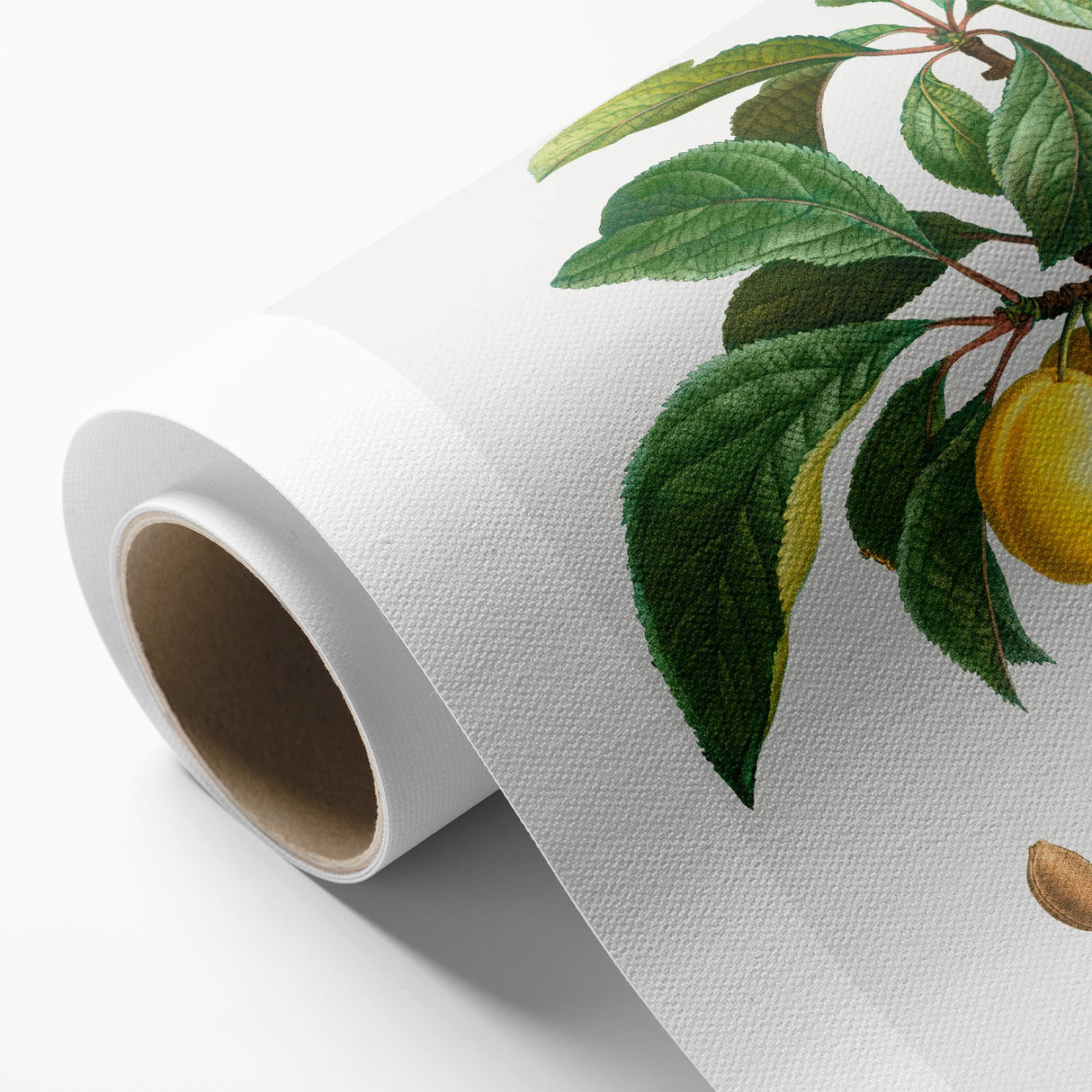 Neoclassical Art Print: Sainte-Catherine Plum - Classic Botanical Art