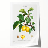 Neoclassical Art Print: Sainte-Catherine Plum - Classic Botanical Art