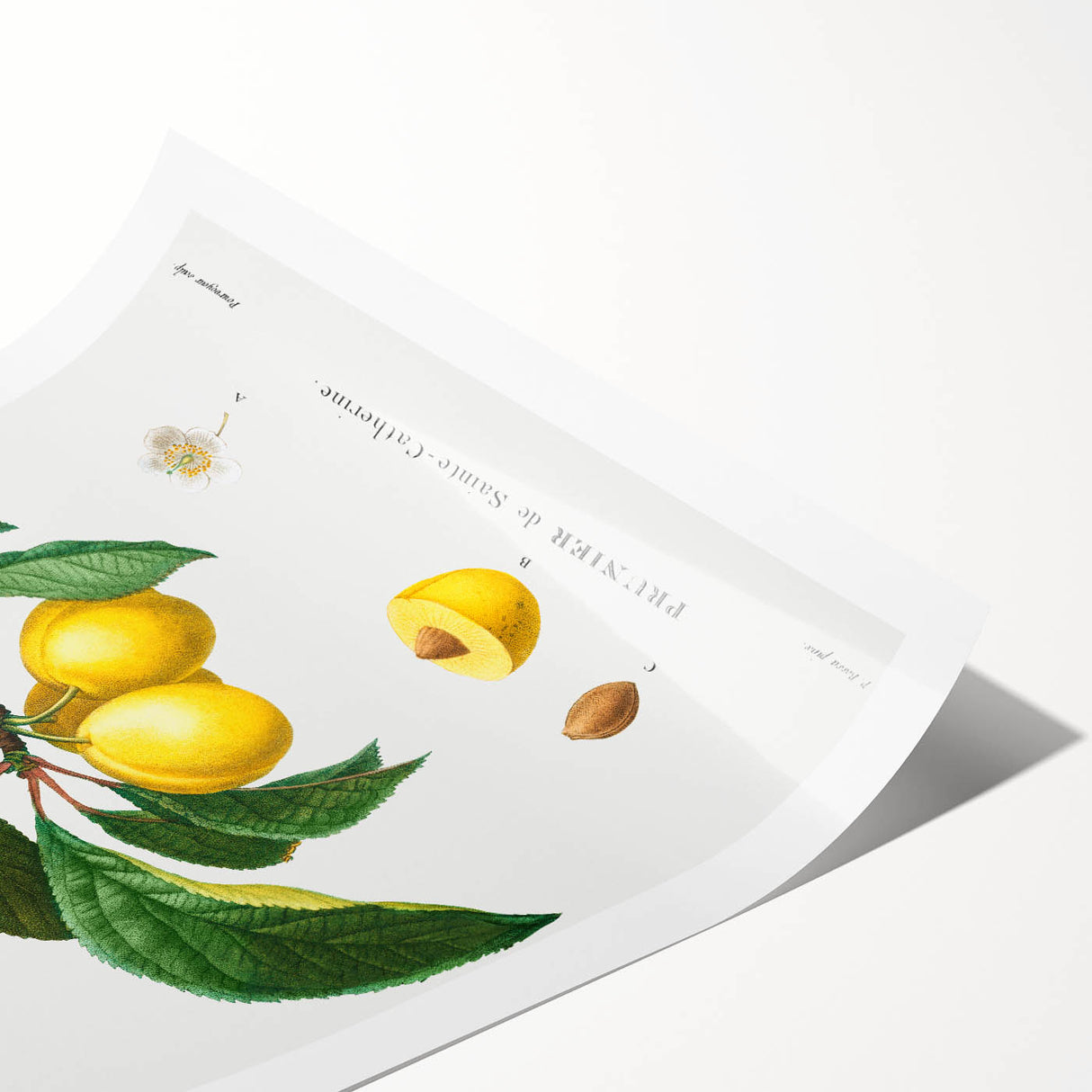 Neoclassical Art Print: Sainte-Catherine Plum - Classic Botanical Art