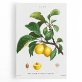 Neoclassical Art Print: Sainte-Catherine Plum - Classic Botanical Art