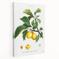 Neoclassical Art Print: Sainte-Catherine Plum - Classic Botanical Art