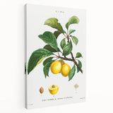 Neoclassical Art Print: Sainte-Catherine Plum - Classic Botanical Art
