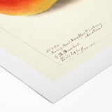 Art deco poster featuring an array of vibrant fruits on a rolled canvas, suitable for dining room wall art.