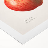 Art deco poster of assorted fruits in vibrant colors on rolled canvas, ideal for dining room wall art.