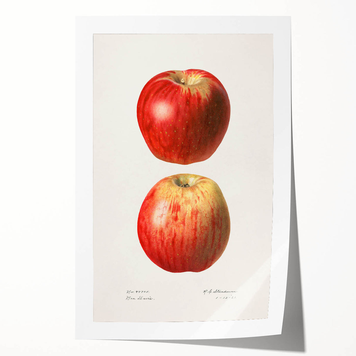 Extra large rolled print of vibrant fruits and floral design, ideal for art wall dining room or bathroom.