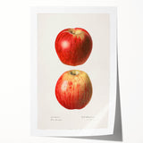 Extra large rolled print of vibrant fruits and floral design, ideal for art wall dining room or bathroom.