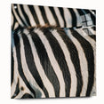 Close-up of a zebra in black and white tones on acrylic glass, suitable for bedroom or dining room decor.