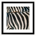 Extra large abstract art print featuring colorful, textured close-ups of animals, framed in black.