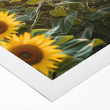 Rolled canvas artwork depicting a serene countryside landscape with vibrant greens and rolling hills, elegantly packaged in a protective cardboard tube for easy transport.