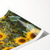 Scenic countryside landscape print showcasing lush green fields and rolling hills, rolled for shipping in a protective cardboard tube, ideal for home decor.