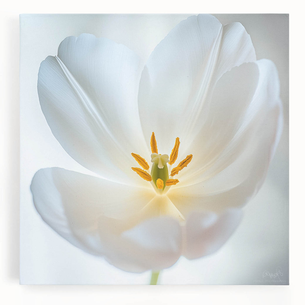 Black and white close-up floral image on stretched canvas, suitable for kitchen wall art.