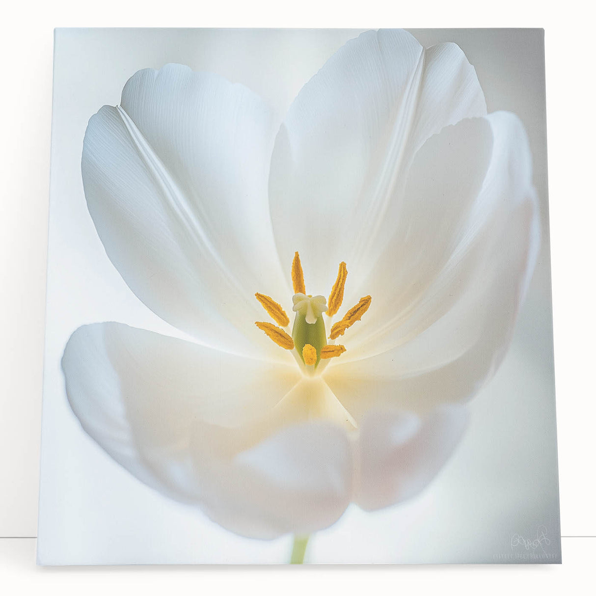 Black and white close-up floral image on large stretched canvas, ideal for kitchen wall art or bedroom ambiance.