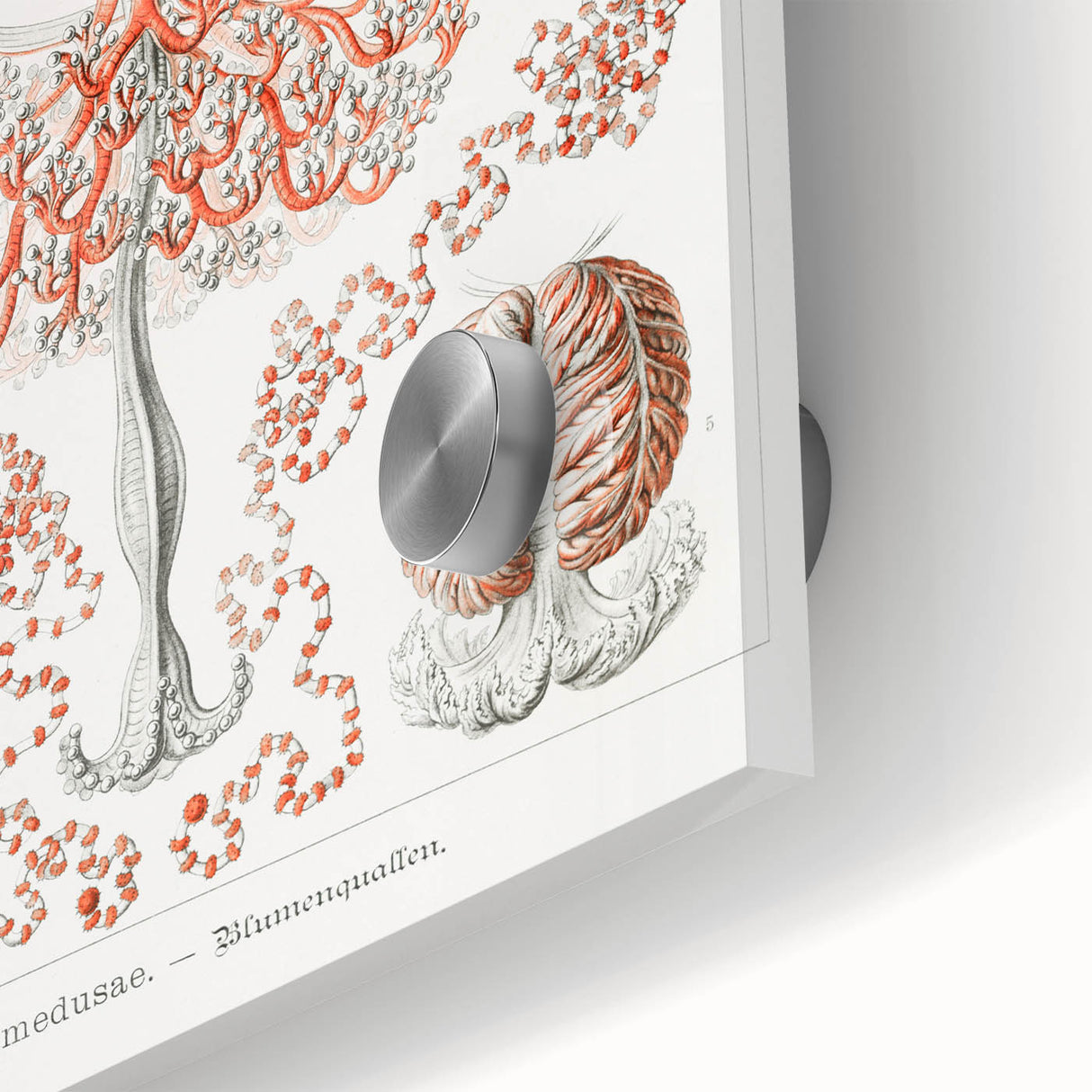 Modern Wall Art - Intricate Anthomedusae Nature-Inspired Design