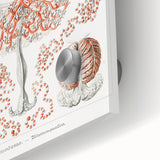 Modern Wall Art - Intricate Anthomedusae Nature-Inspired Design